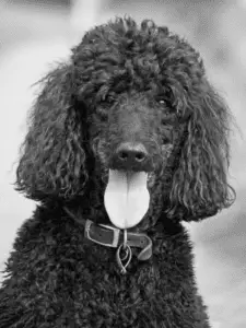 miniature poodle full grown size