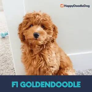 goldendoodle kaufen
