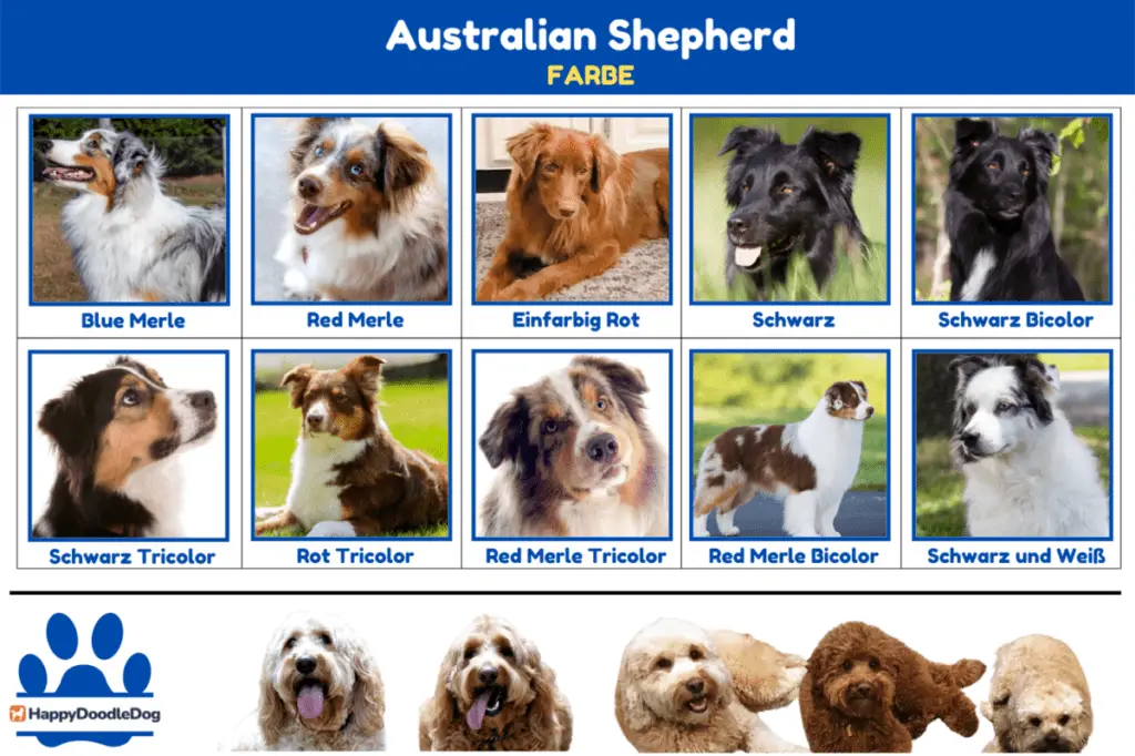 Australian Shepherd Farben