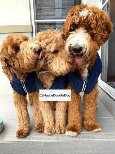 labradoodle vs goldendoodle personality
