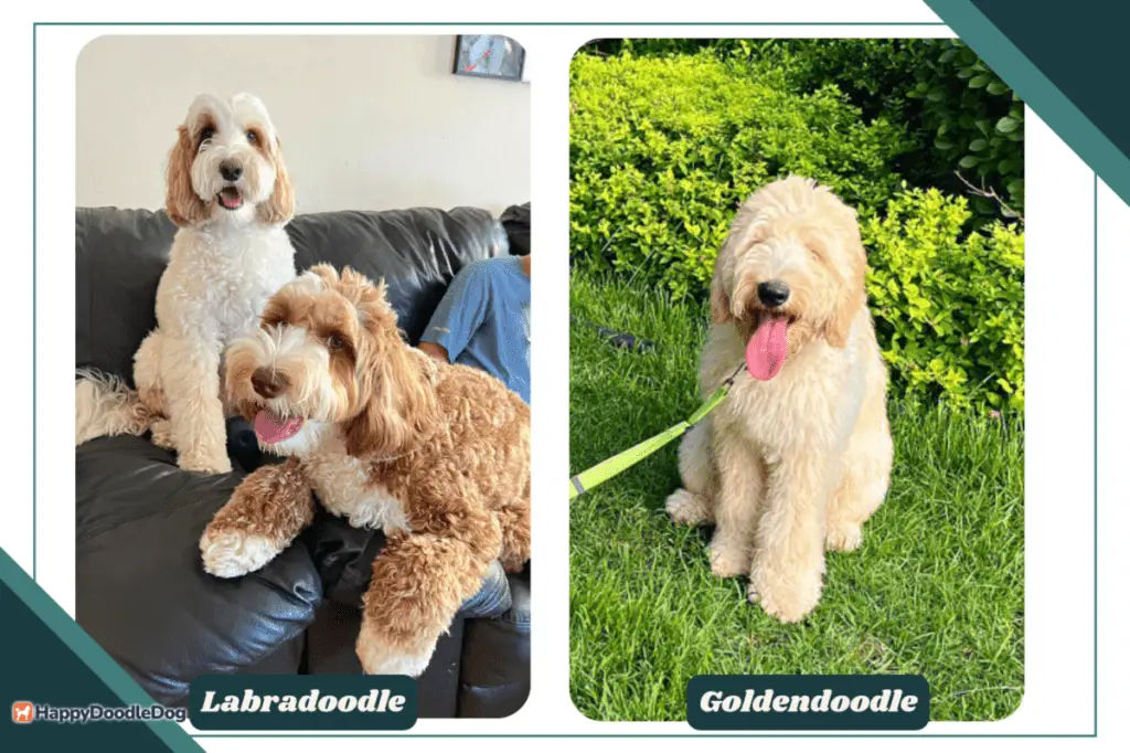 goldendoodle labradoodle difference