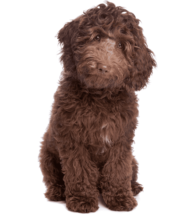 where to buy a labradoodle