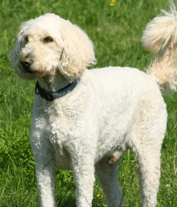 owning a labradoodle