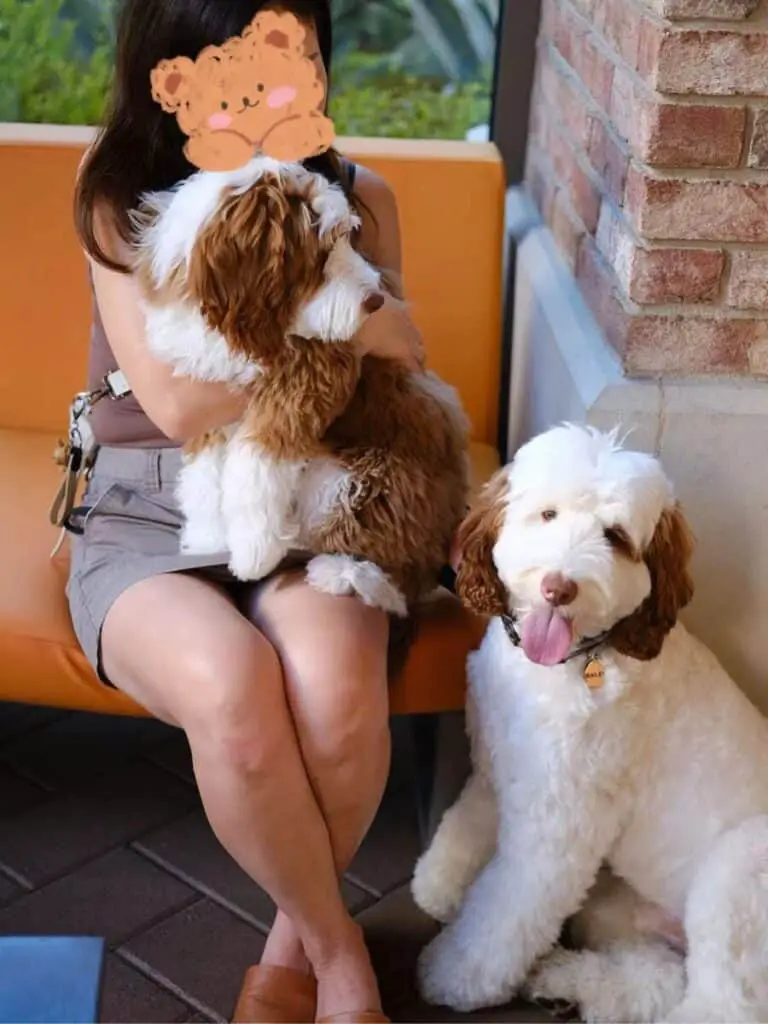 labradoodle vs goldendoodle personality
