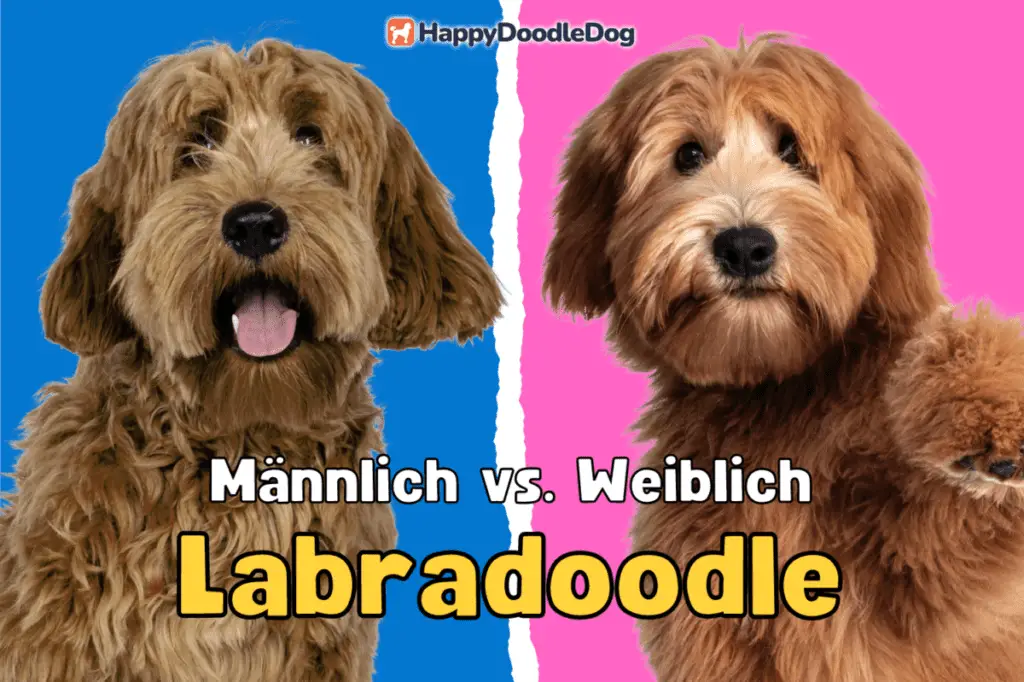 Labradoodle kaufen male and female