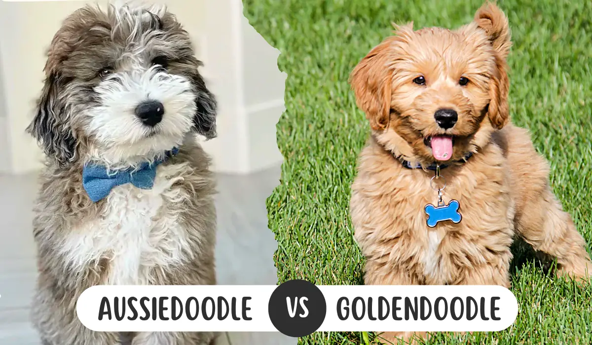 Aussiedoodle vs. Goldendoodle