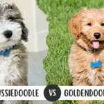 Aussiedoodle vs. Goldendoodle