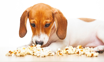 Dürfen HundePopcorn Essen? | Fakten, die muss