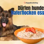 Dürfen hunde haferflocken essen