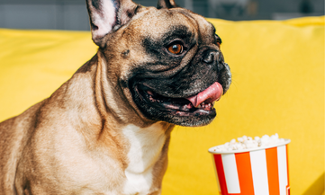 Dürfen HundePopcorn Essen? | Fakten, die muss