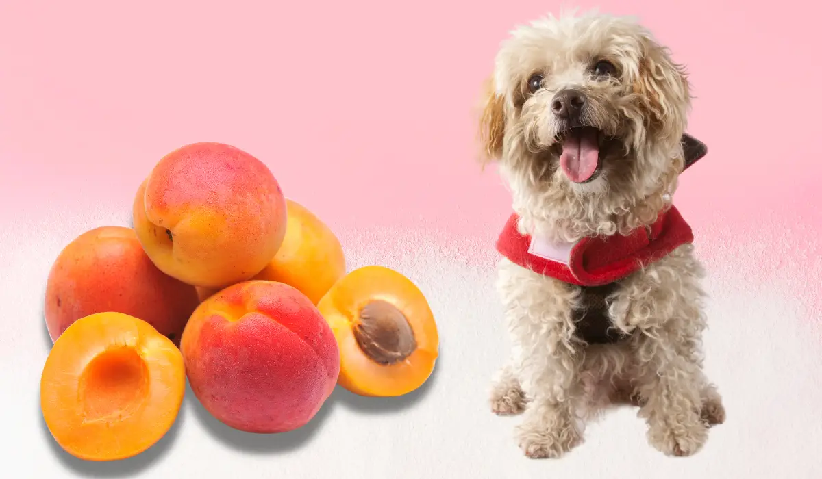 Dürfen hunde aprikose essen