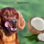Dürfen hunde kokosnuss essen?