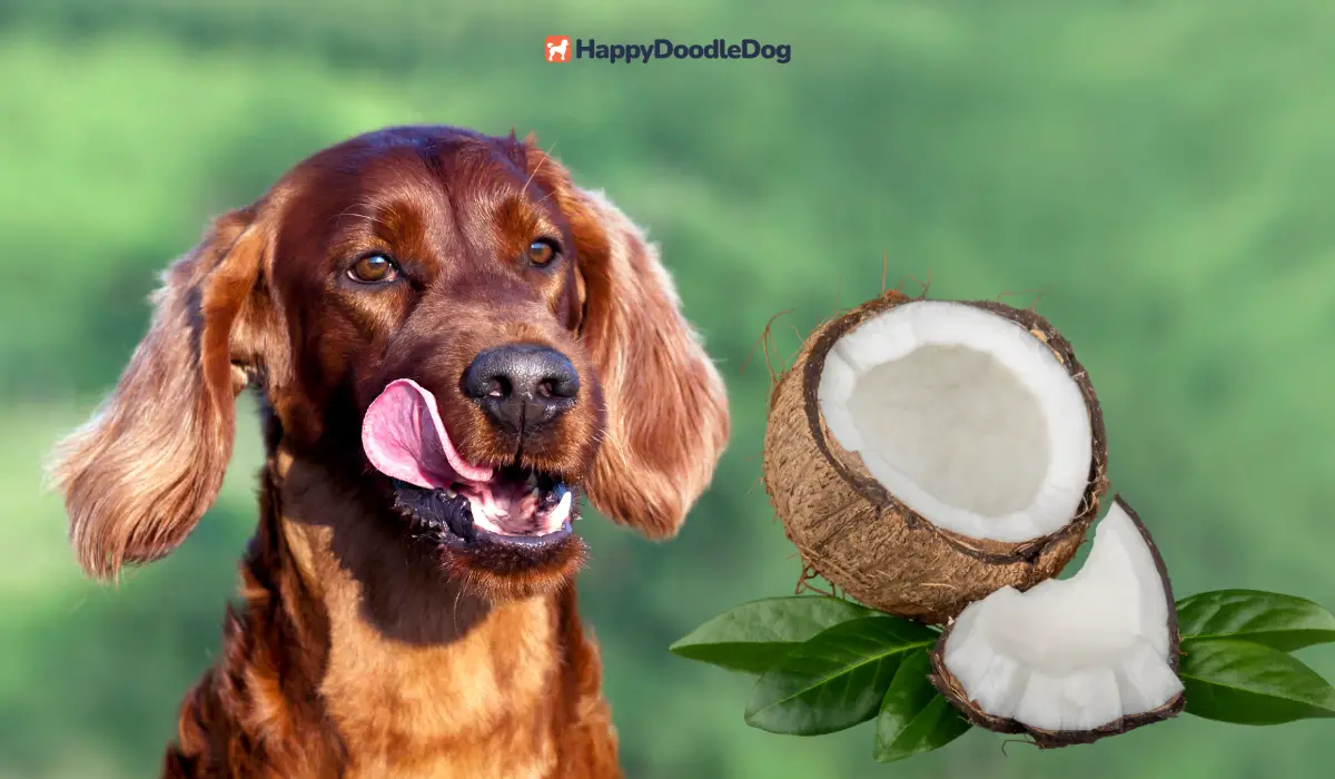 gyde hypotese Albany Dürfen hunde kokosnuss essen? | Empfohlen oder zu meiden?