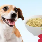 Dürfen hunde nudeln essen