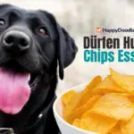 Dürfen Hunde Chips Essen?