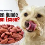 Dürfen Hunde Bohnen Essen?