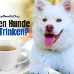Dürfen Hunde Tee trinken?