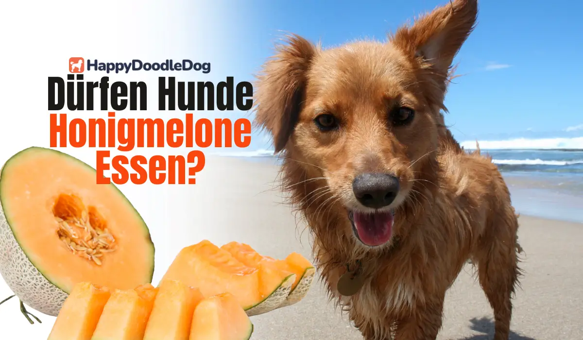 Dürfen Hunde Honigmelone Essen?