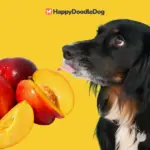 Dürfen hunde nektarinen essen