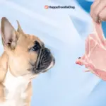 Dürfen hunde schweinefleisch essen
