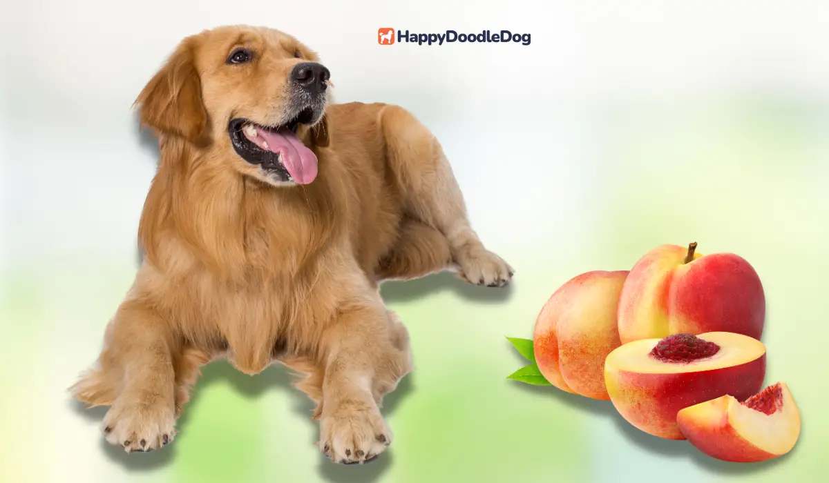 Dürfen hunde pfirsiche essen