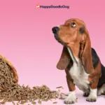 Dürfen hunde kümmel essen?