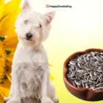 Dürfen hunde sonnenblumenkerne essen?