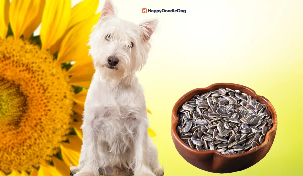 Dürfen hunde sonnenblumenkerne essen?