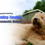 Shedding-Timeline von Goldendoodle-Welpen