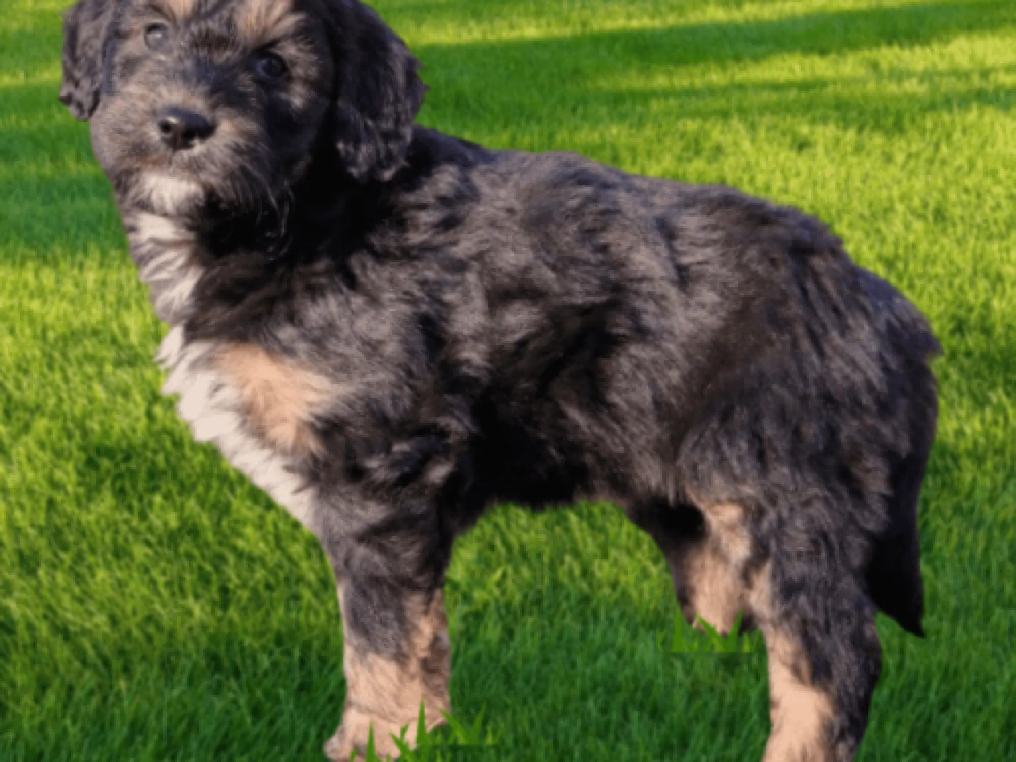 Aussiedoodle Black and Red Tr