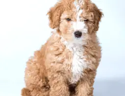 Mini Labradoodle puppy