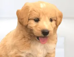 Pyredoodle puppy