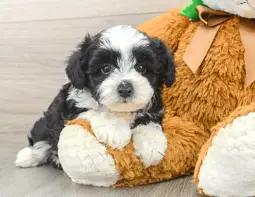Toy Aussiedoodle puppy